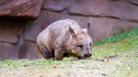 Groundbreaking Accord: Safeguarding Queensland's Precious Northern Hairy-Nosed Wombat