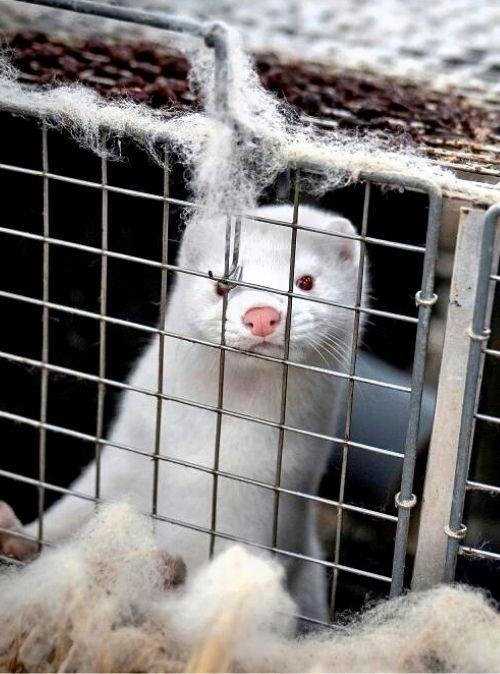 Which Countries Have Banned Fur Farming? Flora & Fauna