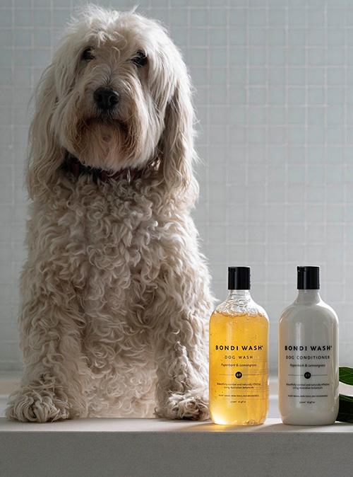 How to Groom your Dog at Home Flora & Fauna