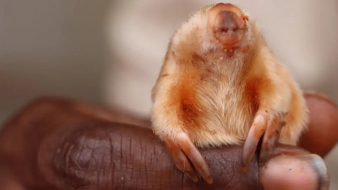 Wild & Wonderful: The Northern Marsupial Mole