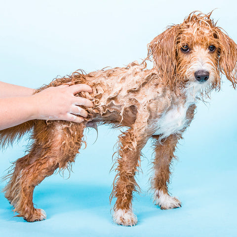 Shampooch Unscented Solid Dog Shampoo
