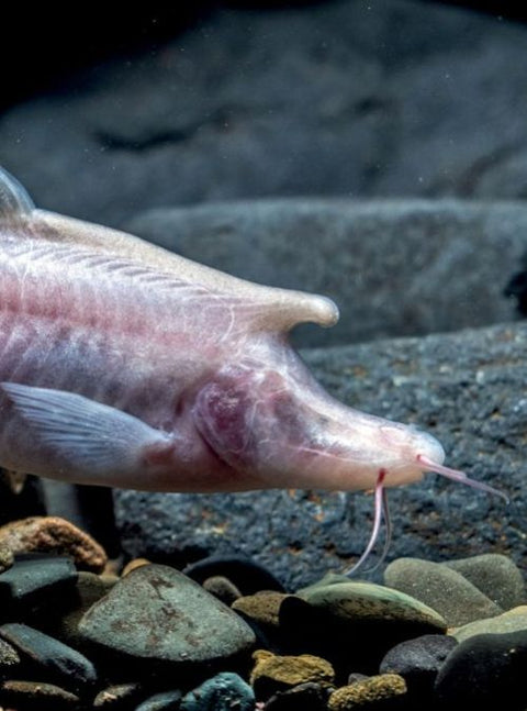 Unicorn-Like Blind Fish Discovered In Dark & Deep Chinese Caves
