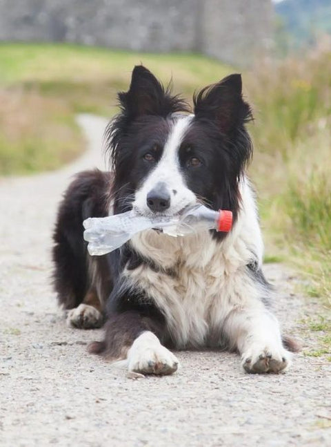 This Border Collie Has Collected More Than 1,000 Littered Plastic Bottles To Clean His Town!