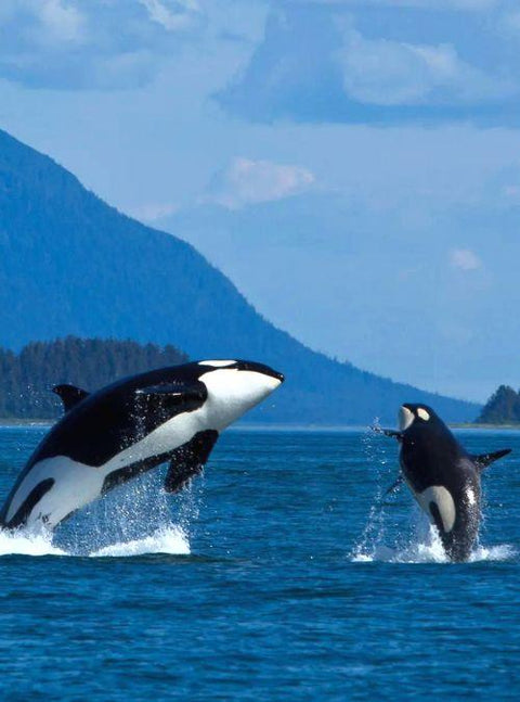 North America's First Whale Sanctuary Set To Open In 2023