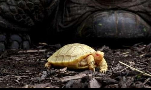 Meet the tiny white Galapagos tortoise described as ‘world’s first albino Galapagos tortoise’ born in captivity.video 5 One-Of-A-Kind Rare Albino Tortoise Born In Switzerland! | Flora & Fauna