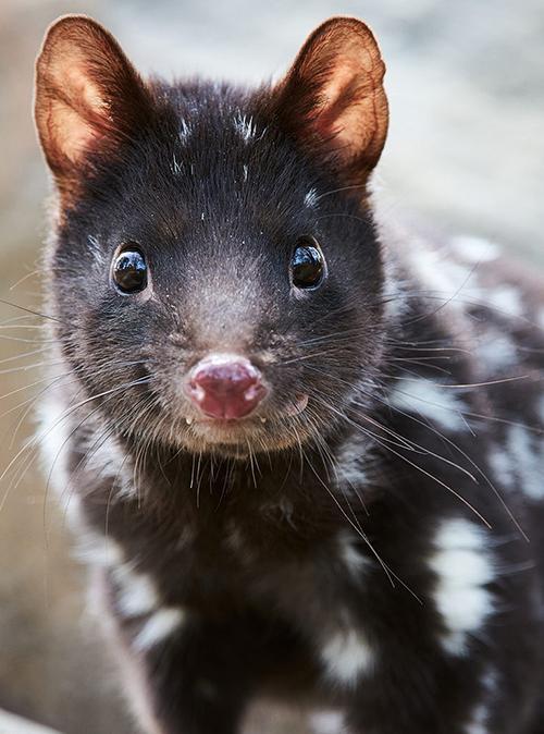 Tasmania Quoll Farm | Flora & Fauna