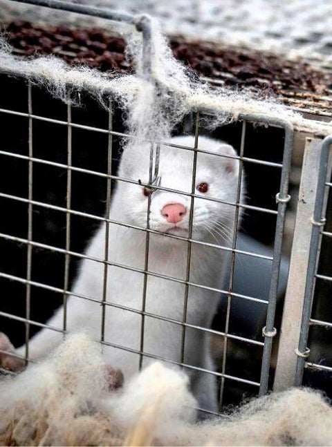 Which Countries Have Banned Fur Farming?