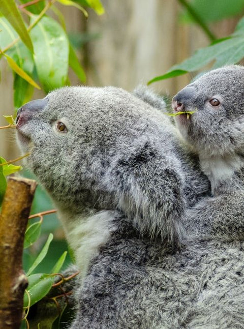 Aussie Ark Is On A Mission To Create Long-Term Futures For Threatened Wildlife!