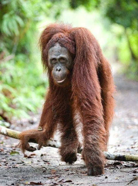 BOS Australia Is Rehabilitating & Releasing Orangutans Into The Forests Of Borneo