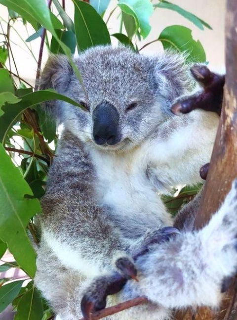 This Adorable Koala Joey Was Rescued During Queensland’s Floods — Here's Her Story!