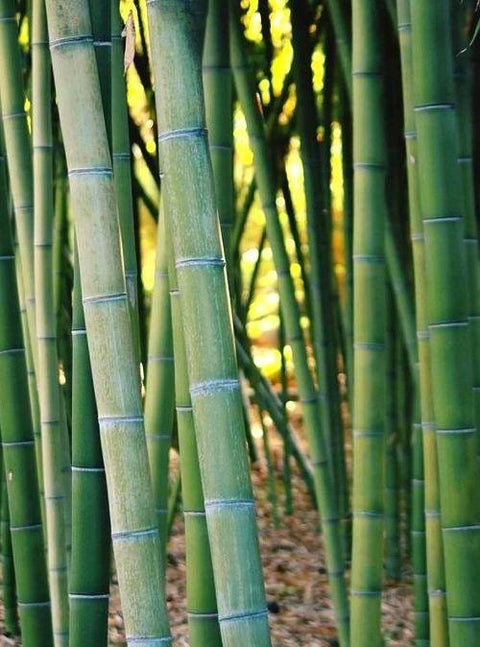 Malawi Is Using Bamboo To Restore Its Forests & Combat Climate Change