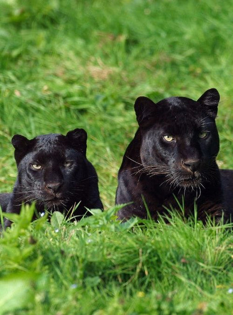 Rare Black Panthers Rediscovered In Sri Lanka!