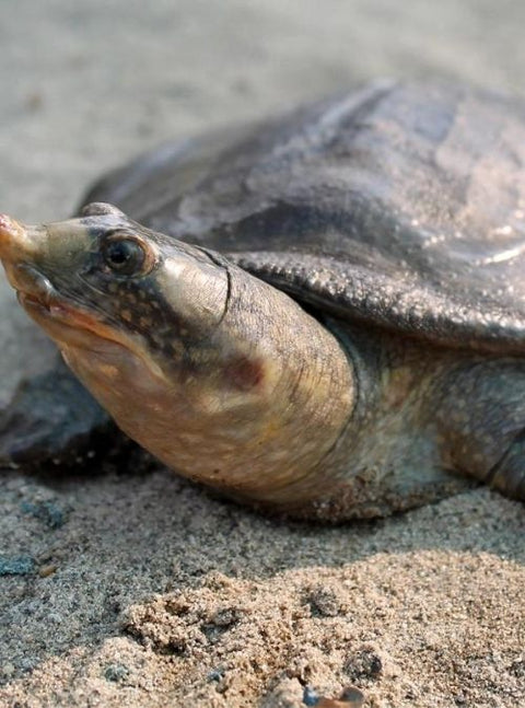 This Black Softshell Turtle Made A Comeback From Extinction In Nepal!
