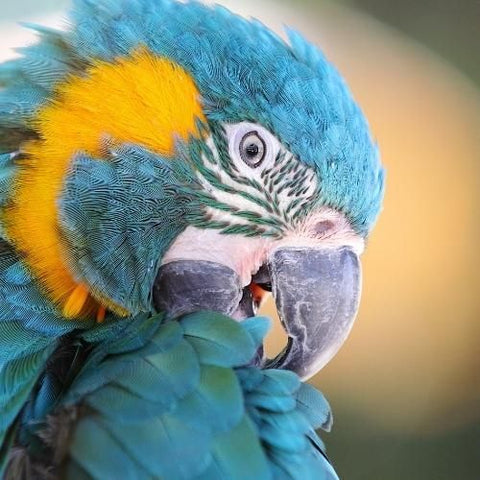 Blue-Throated Macaws Are Recovering In Bolivia!