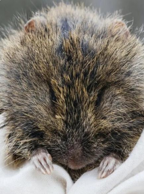 Meet The Broad-Toothed Rat: A Chubby-Cheeked Australian Rodent