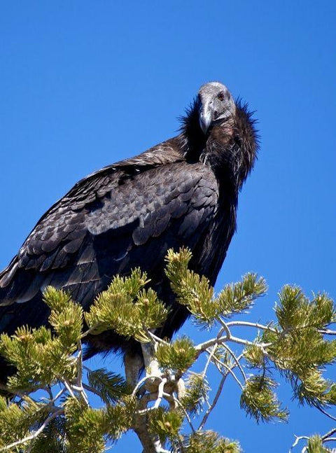 California Condors Return To Redwood National Park After A 100-Year Absence