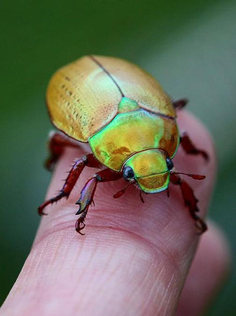 Where Have All The Christmas Beetles Gone?