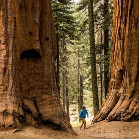 Cloning The World’s Oldest Trees To Fight Climate Change!