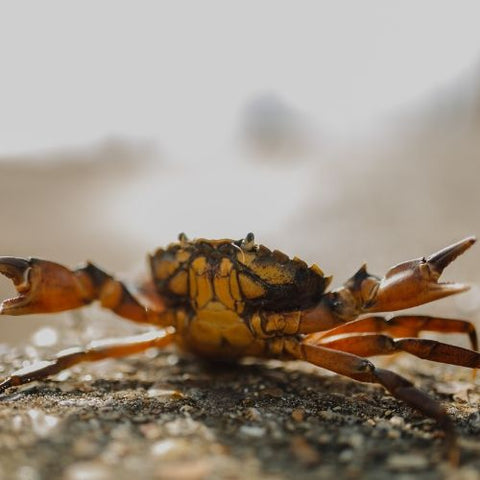 This Crab Hadn’t Been Spotted For 225 Years, Until Now!