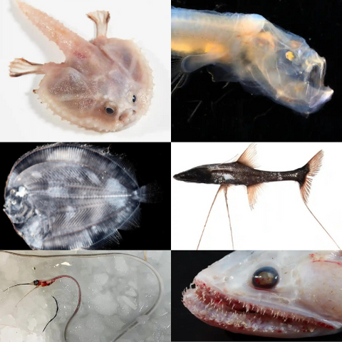 New Deep Sea Species Discovered In The Indian Ocean