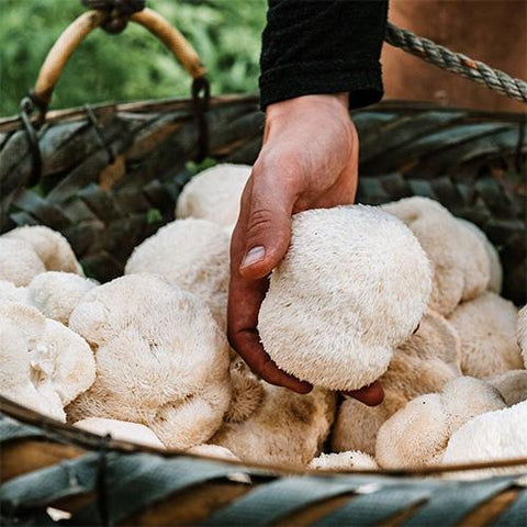 Mushroom Skins Could Be The Secret To Reducing Electronic Waste!