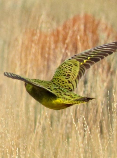 Sighting Of A Lifetime: Elusive Night Parrots Found In WA For The First Time In 100 Years!