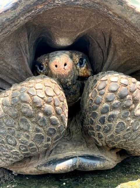 Mysterious Volcano-Dwelling Tortoise Rediscovered After 100+ Years!