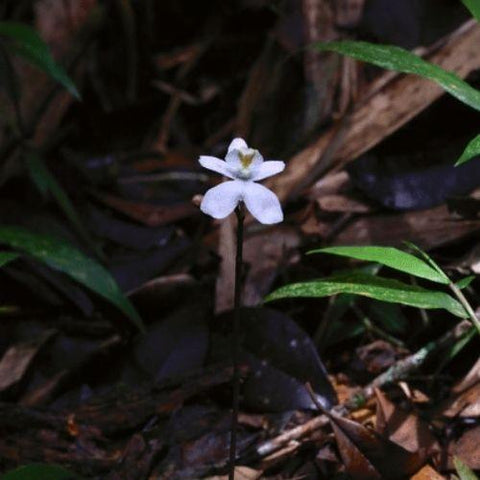 Scientists Discover 'Ghost Orchid' That Grows In The Dark