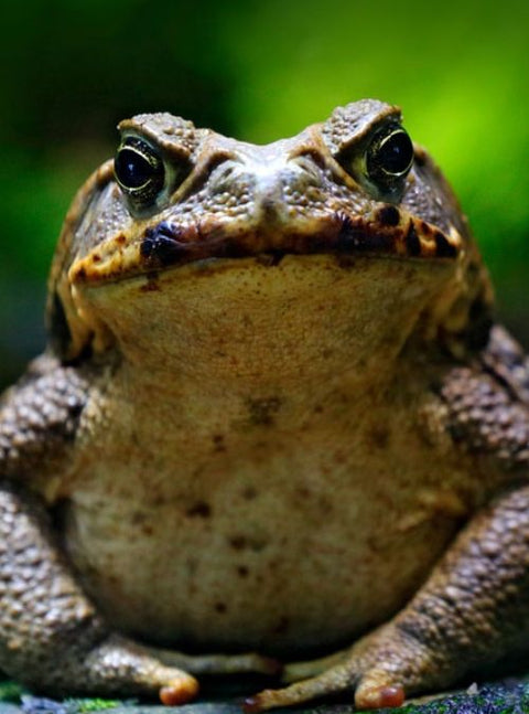 Enormous Cane Toad Nicknamed ‘Toadzilla’ Found In A North Queensland Rainforest!