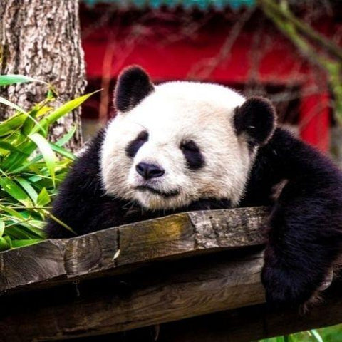 Giant Pandas Are Making a Comeback