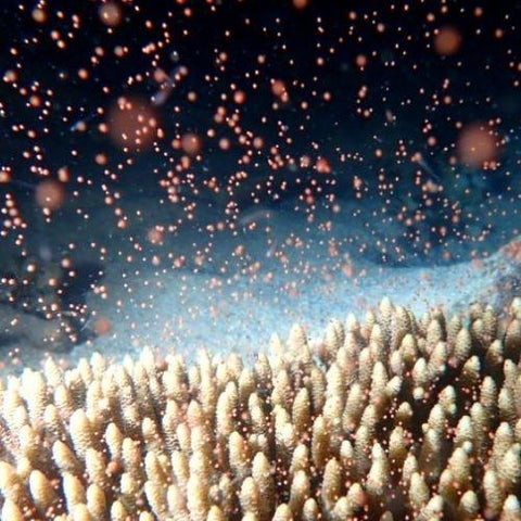 Successful Coral Spawning Event Brings New Hope For The Great Barrier Reef