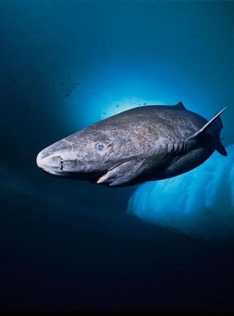 One Of The Worlds Longest-Lived Animals, The Greenland Shark, Finally Gets Protection!