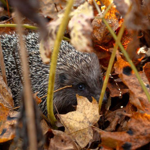 "Hedgehog Highways" Are Boosting The UK’s Urban Hedgehog Populations!