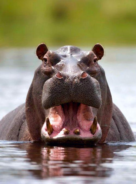 Hippos Can Recognise Friend From Foe Without Seeing Them — Here's How!