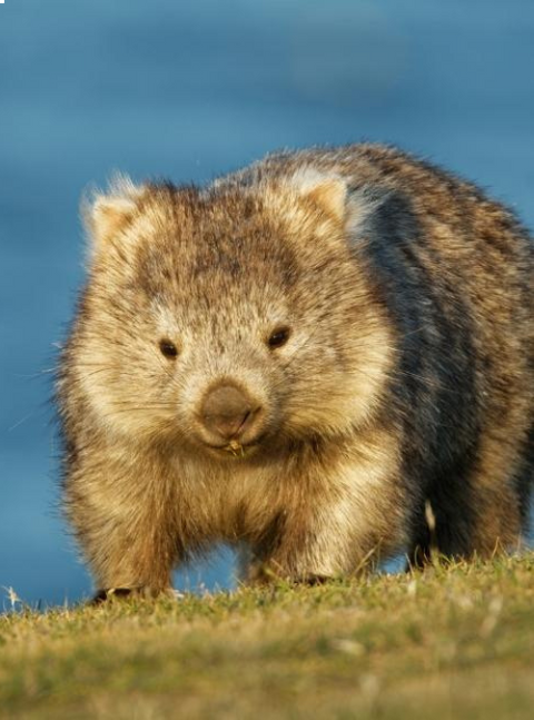 International Wombat Day | Let’s Learn About Them!