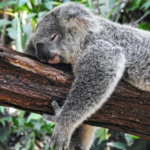 Aussie Conservation Group Announces Bold Plan To ‘Save The Koala With Kisses!’