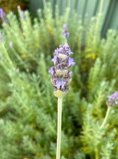 Your Guide To All Things Lavender At Flora & Fauna!