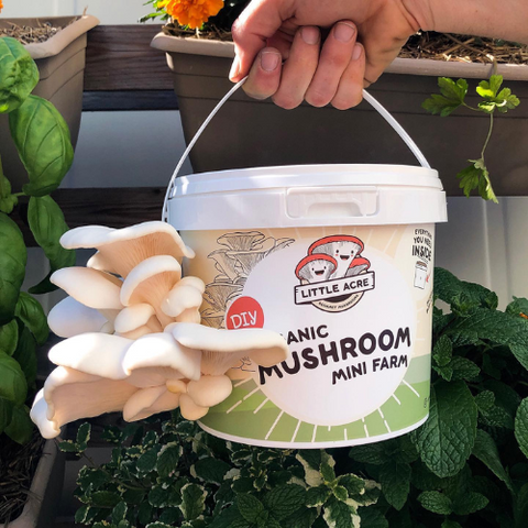 How To Grow Your Own Gourmet Mushrooms