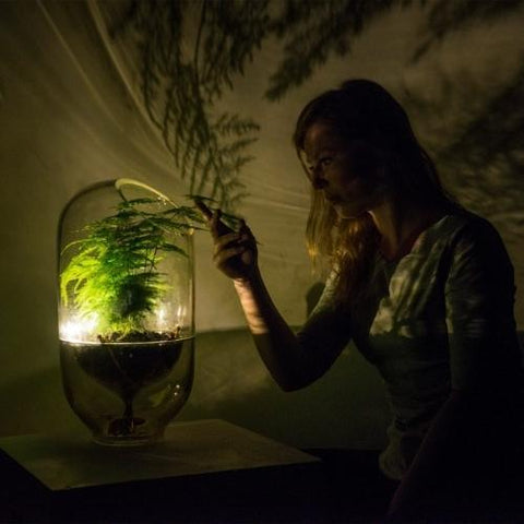 This Off-Grid Lamp Harvests Its Energy From Plants