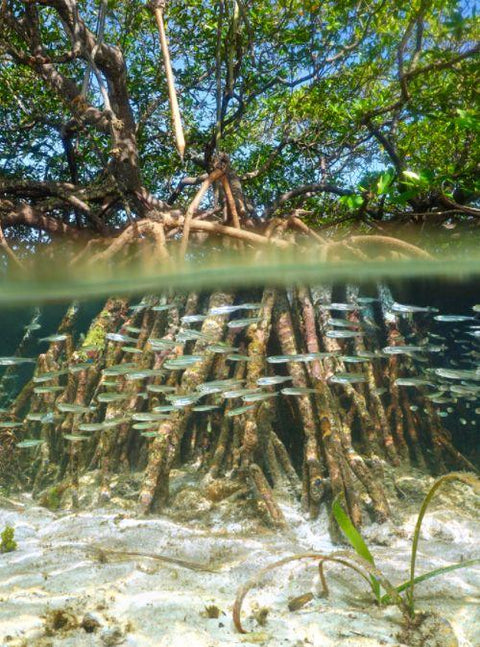 Indonesia Is Using Mangroves To Achieve Carbon Neutrality By 2060