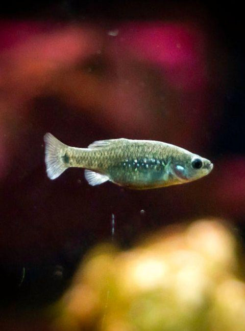 Here's How Scientists Saved The Tiny Mexican Tequila Fish!