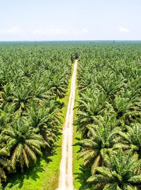 Things You Should Know About Palm Oil