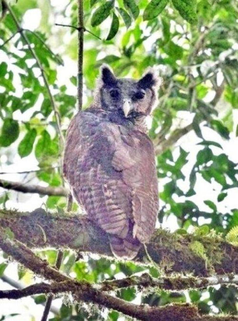 Rare African Owl Spotted For The First Time In 150+ Years