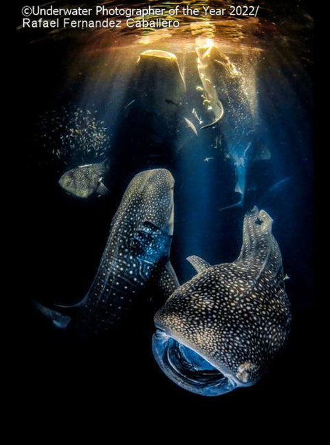 Underwater Photographer Of The Year Awards | Here Are The Photographs That Won!
