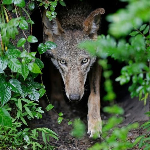 Litter Of Endangered Red Wolves Born In The Wild For First Time In 4 Years!