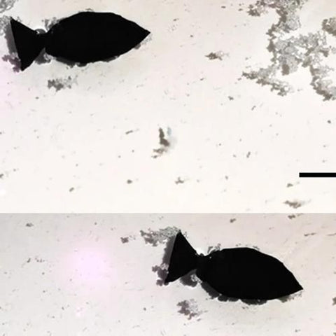 Scientists Develop A Bionic Robot-Fish That Removes Microplastics From Oceans!