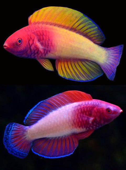 Local Scientists Discover Rainbow-Coloured Fish In The Maldivian ‘Twilight Zone’