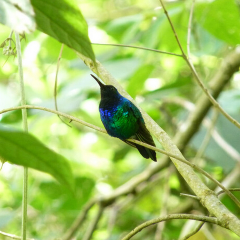 Elusive, Singing Hummingbird That Was Feared Extinct Is Rediscovered In The Columbian Mountains