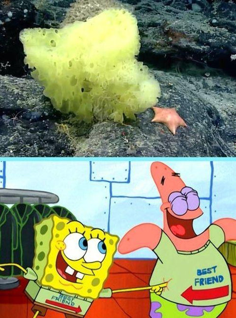‘Real-Life’ SpongeBob SquarePants & Patrick Star Spotted On Seafloor Expedition!