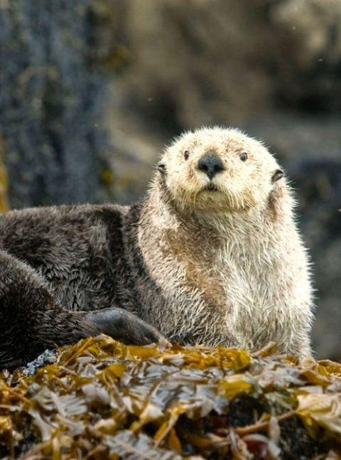 Sea Otters’ Destructive Digging Habit Is Boosting Ocean Health